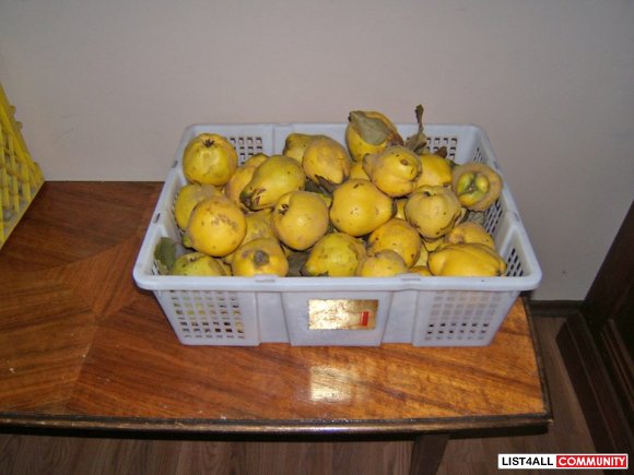 Large Quince for sale