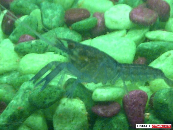 baby electric blue crayfish
