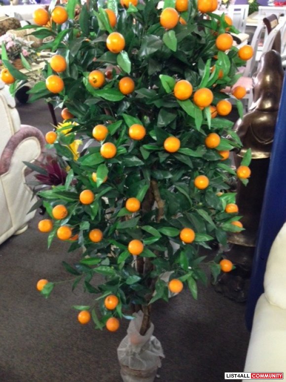 Lucky Tangerine Tree