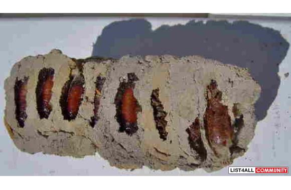Students, teachers-Science project material-Hornet