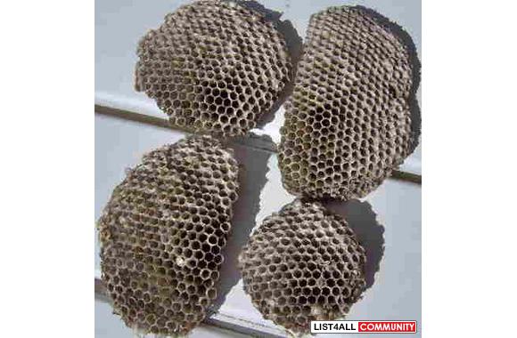 Students, teachers-Science project material-Hornet