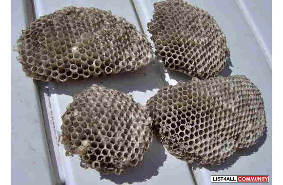 Students, teachers-Science project material-Hornet