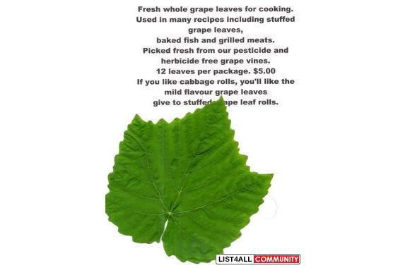 GRAPE LEAVES & VINES