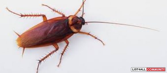 Cockroach Control Sydney