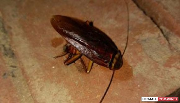 Pest Busters Pest Control Melbourne