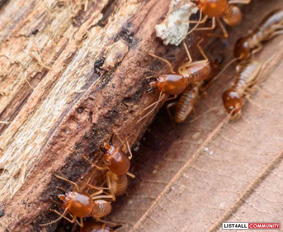 Termite Control Melbourne