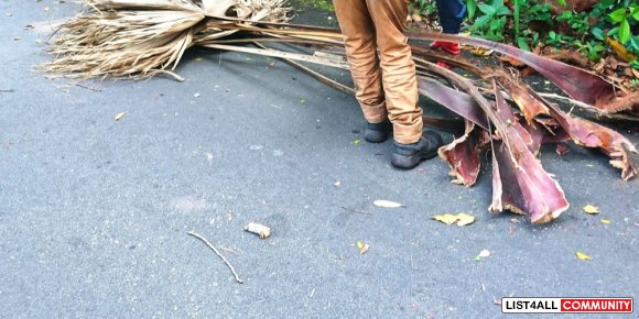 Arborist Adelaide