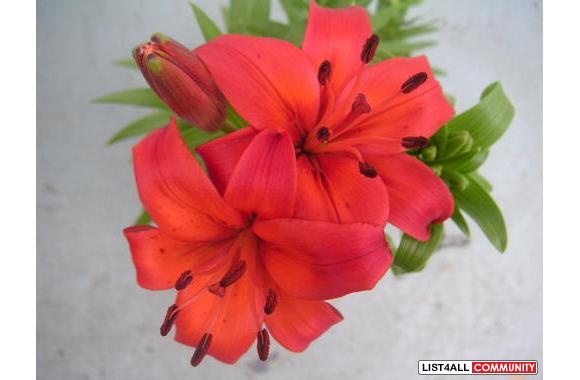 HOSTAS and other PLANTS  - Young healthy plants re
