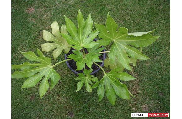 HOSTAS and other PLANTS  - Young healthy plants re