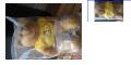 Asia Mile Bear Stuff Toy Still in Plastic Wrap